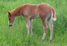 Gorgeous Colt